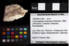 Foto (Objket + Etiketten) von Cyclothyreus sp. 